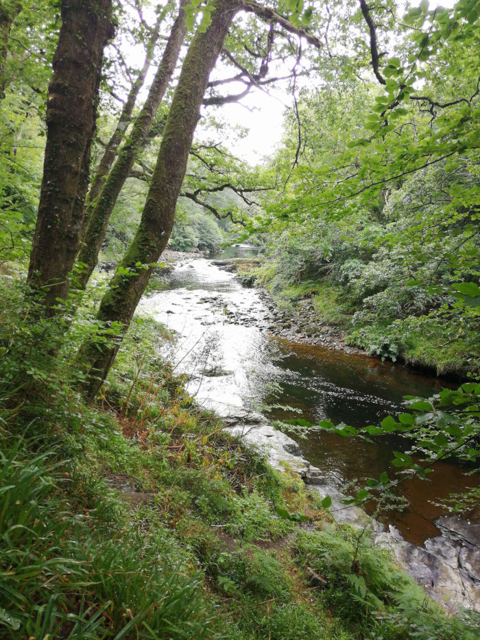 Tranquil river scene nestled within a lush, verdant forest. The river meanders through the frame, its water appearing calm and reflecting the light. The banks are lined with dense, green vegetation, and large trees, some mossy and ancient-looking, frame the view.