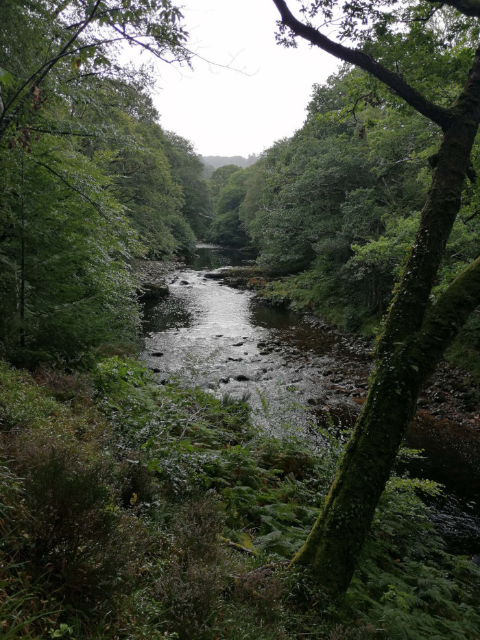 Tranquil river flowing through a lush green forest. The river is relatively narrow and meanders gently through the dense vegetation. The overall mood is serene and peaceful, suggesting a secluded and natural setting. The overhanging trees and verdant banks create a sense of enclosure and seclusion.