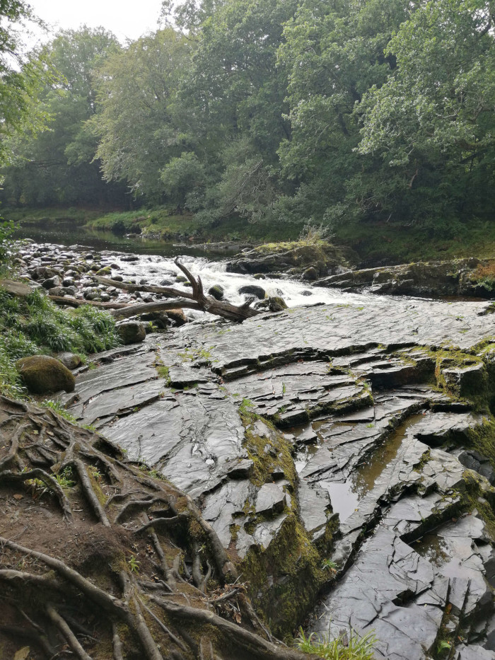 Rocky riverbed with a small waterfall. A fallen tree trunk lies partially submerged in the water. The river flows through a lush green forest. Exposed tree roots are visible in the foreground, adding texture to the scene. The overall mood is serene and natural.