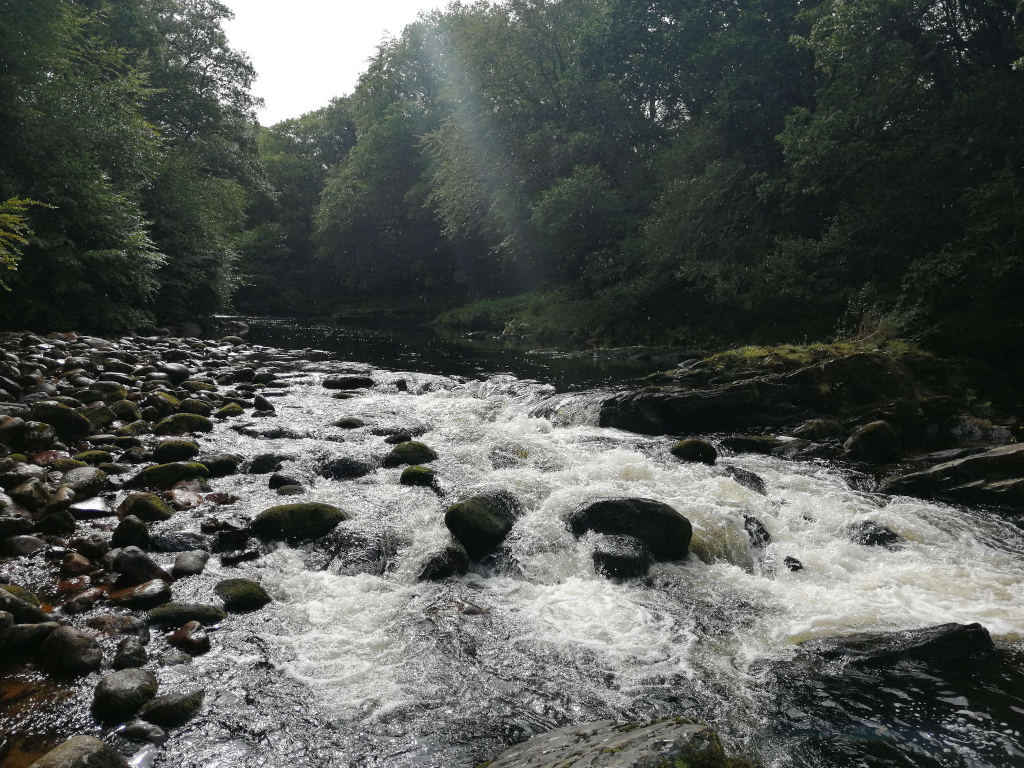 Rocky river flowing through a lush green forest. The water is relatively shallow and fast-moving, churning white water around dark, moss-covered rocks. Sunlight streams down from above, illuminating parts of the river and the surrounding trees. The overall atmosphere is serene and natural.