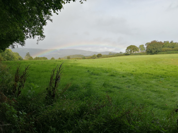 Pastoral scene of a verdant, rolling field stretching towards a line of trees and distant hills. A partial rainbow arches across the horizon, adding a touch of magical realism to the otherwise peaceful landscape. The foreground is partially obscured by overgrown vegetation, creating a sense of depth and drawing the viewer's eye towards the rainbow and the tranquil expanse beyond.