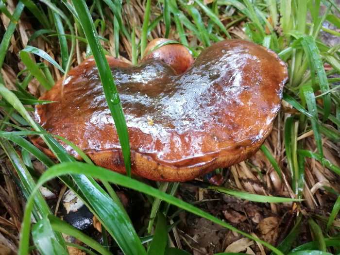 Large, reddish-brown mushroom nestled amongst vibrant green grass. The mushroom's cap is smooth and glistening, suggesting recent rain. The surrounding environment is damp and appears to be a forest floor with decaying leaves and stalks. The overall impression is one of natural, damp woodland.