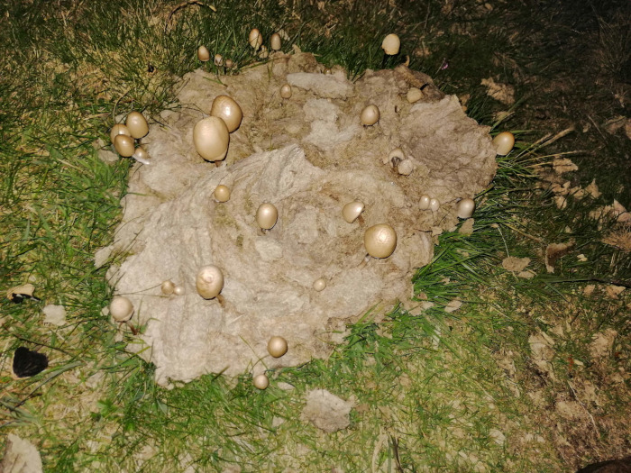 Large pile of animal dung in a grassy area at night. Numerous small, light-brown mushrooms are growing densely across the surface of the dung. The mushrooms are clustered together, varying slightly in size and shape. The overall scene is one of natural decay and fungal growth.