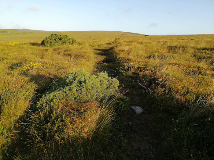 Sparsely vegetated landscape, possibly a moor or heathland, with a well-worn path cutting through tall grasses and low shrubs. The path leads towards a gently rising hill under a clear, bright sky. The overall impression is one of tranquility and solitude, perhaps suggesting a sense of journey or exploration in a remote, natural setting. The warm light suggests either early morning or late afternoon.