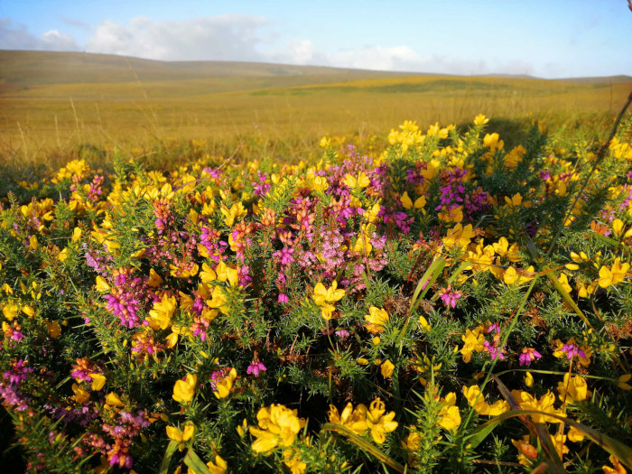 Vibrant field of wildflowers, predominantly yellow and purple, set against a backdrop of a gently rolling, golden-brown landscape under a clear, bright sky. The flowers appear to be in full bloom, creating a dense, colourful carpet across the foreground.