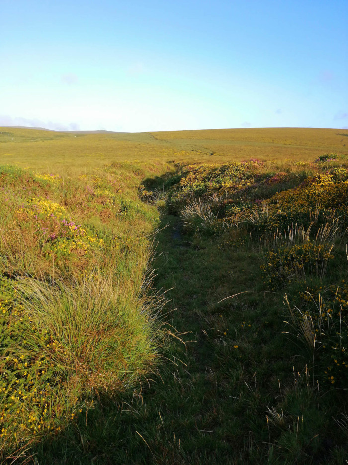Path winding through a grassy field dotted with yellow and purple wildflowers. The path is dimly lit, in contrast to the brightly lit field in front. The background consists of rolling hills under a clear blue sky. The overall impression is one of serenity and peaceful natural beauty.