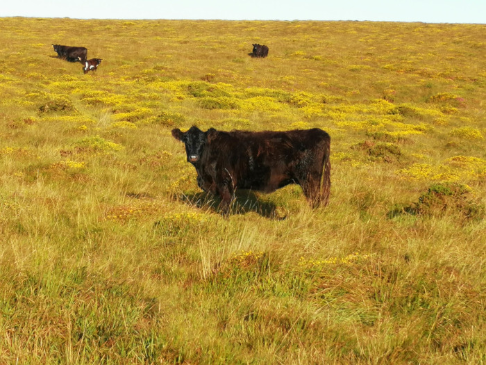 Pastoral scene of a grassy field speckled with yellow wildflowers. Three dark-coloured cows are visible in the distance, with a larger cow in the foreground, slightly closer to the viewer. The overall impression is one of peacefulness and the beauty of rural landscapes.