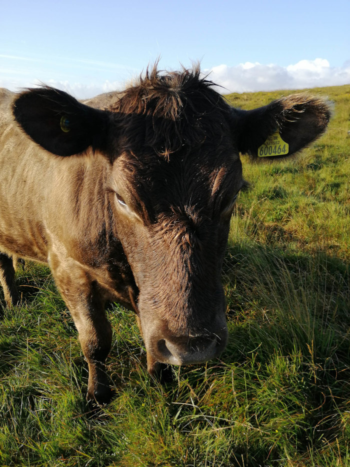 Close-up view of a brown cow grazing in a field of green grass. The cow is looking directly at the camera, and its ear tag, numbered 600464, is clearly visible. The background is a clear blue sky with a few clouds. The overall mood is serene and pastoral.