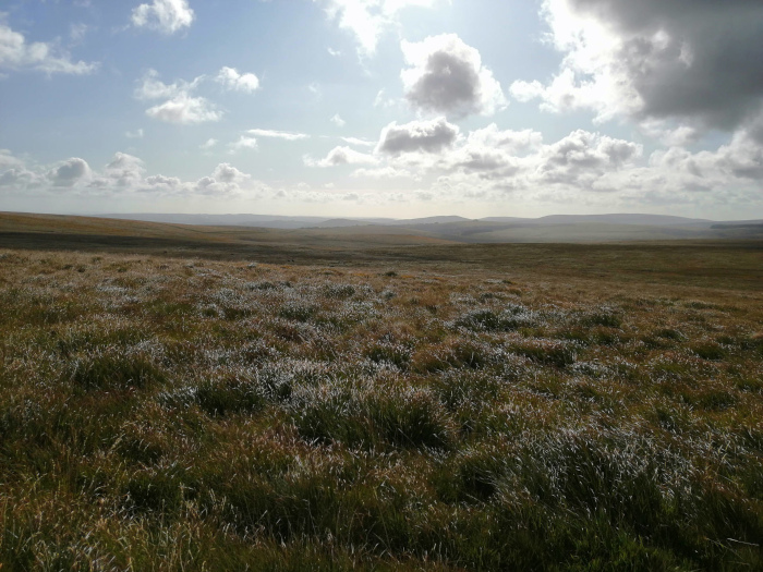 Wide, open expanse of moorland under a partly cloudy sky. The foreground is dominated by low-lying vegetation, possibly heather or similar moorland plants, appearing somewhat dry or windswept. The mid-ground and background show a gently rolling landscape extending to the horizon. The overall impression is one of vastness and a somewhat desolate, yet peaceful, natural beauty.