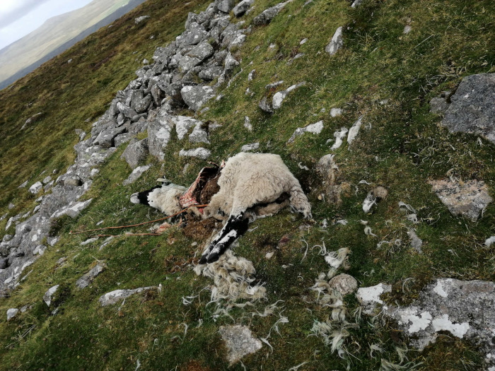 Carcass of a sheep, partially eaten, lying on a rocky, grassy hillside. The sheep's insides are exposed, suggesting it was killed by a predator. The setting appears to be a remote, wild area.