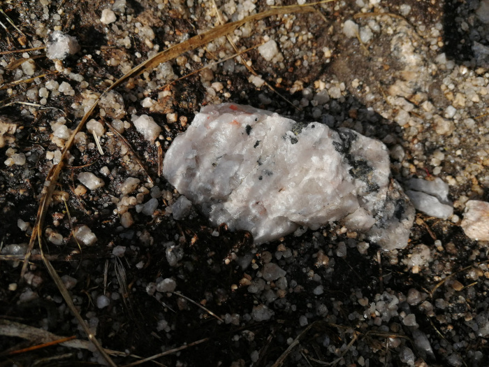Light-coloured, rough-textured rock resting on dark soil. The rock appears to be partially embedded in the ground, surrounded by smaller pebbles and bits of what looks like dried grass or plant matter. The overall setting appears to be outdoors, possibly a dry or arid environment given the soil’s appearance.