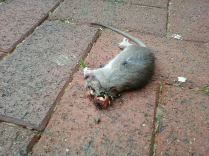 Dead rat lying on a brick pavement. Several flies are clustered around its head and partially consumed remains. The overall impression is one of decay and the natural cycle of life and death.