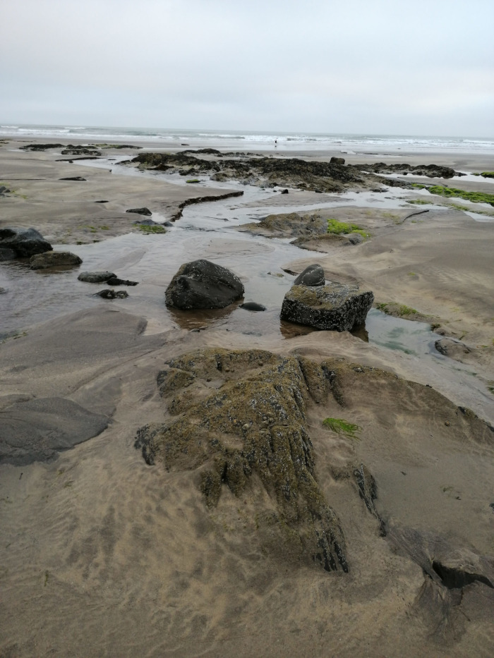 Sandy beach with dark rocks and small pools of water at low tide. Small streams of water cut through the sand, leading towards the ocean in the background, which is a calm grey-blue under a cloudy sky. Patches of greenish-brown seaweed are visible in some of the rock crevices and on the sand. The overall impression is one of a serene, yet somewhat desolate, coastal scene.