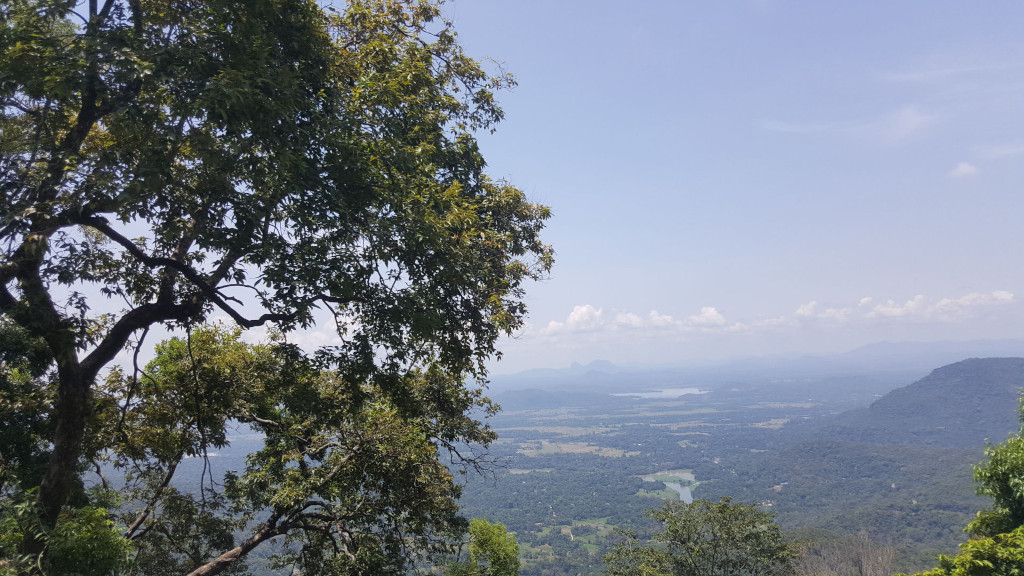 Large, robust tree dominating the left foreground. Its thick, gnarled branches reach out, laden with lush, green, slightly shadowed leaves, suggesting a tropical or subtropical climate. The tree appears rooted on a hillside, partially obscuring the view below. The tree is not performing any action; it simply exists as a strong presence framing the view. In the middle ground and background, there's an expansive vista of rolling hills, valleys, and a sliver of a calm, blue-green body of water (possibly a lake or reservoir), nestled amongst the greenery. The hills recede into the distance, becoming hazy and indistinct under a pale sky. The distant hills are a muted dark green and brown, contrasting the vibrant foreground greens. The lower right shows more trees, a denser collection creating a forest edge, extending into the mid-ground distance.
