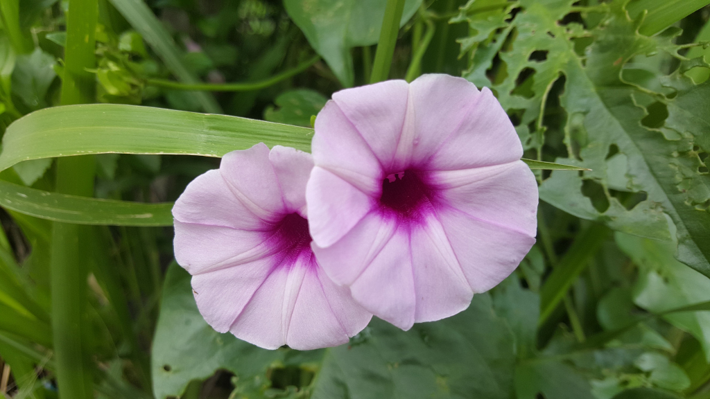 Two delicate, pale lavender morning glory flowers, positioned closely together, almost touching. Their petals are a soft, light purple, exhibiting a subtle gradation of colour, slightly darker towards the centre. The centre of each bloom is a rich, deep magenta-purple, contrasting beautifully with the pale petals. The flowers appear to be slightly cupped, giving a sense of gentle fragility. They are attached to a vine, suggesting they're growing together. There are no people or animals present. The background is a lush, out-of-focus array of green foliage. The leaves are various shades of green; some are bright and vibrant, others darker and shadowed. One leaf behind the flowers shows significant damage, appearing eaten or damaged by insects, exhibiting numerous holes.