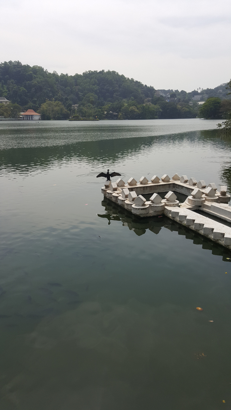 Focal point is a dark-coloured bird, likely a cormorant, perched on a low, white stone structure in the middle of a calm lake. Its wings are slightly spread, suggesting it has just landed or is preparing to take flight. The stone structure is rectangular with a series of small, square, crenellated sections forming a decorative border. It appears to be man-made, perhaps a small bathing platform or decorative element within the lake. The scene is set on a serene lake. The water is a dark, still green-gray, reflecting the overcast sky and the surrounding landscape. The background consists of a gently sloping hill covered in lush, dark green tropical vegetation. Several buildings, seemingly small houses or structures, are visible in the far distance on the hill's upper edge, adding depth to the background. The sky is a muted, light gray, indicative of an overcast day. The overall color palette is subdued, consisting mainly of dark greens, grays, and the off-white of the stone structure. The lighting is soft and diffuse, characteristic of an overcast day, eliminating harsh shadows.