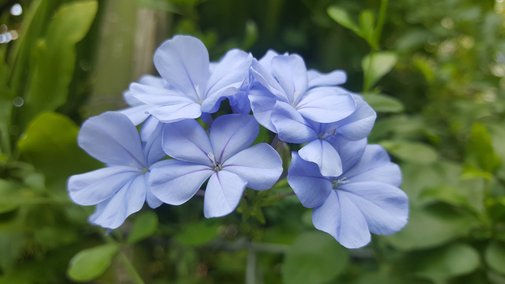 Cluster of light blue plumbago flowers (Plumbago auriculata). Approximately six to seven individual blooms form a dense bouquet, with their petals overlapping and creating a soft, rounded mass. The flowers are in full bloom, showcasing their delicate, five-petalled structure. Each petal has a slightly darker, almost purplish-blue veining running from the centre outwards. The stamens are partially visible, but not distinctly defined within the floral structure. The flowers are attached to stems with small, vibrant green leaves, which are partially visible around the base of the cluster. There is no human or animal presence.