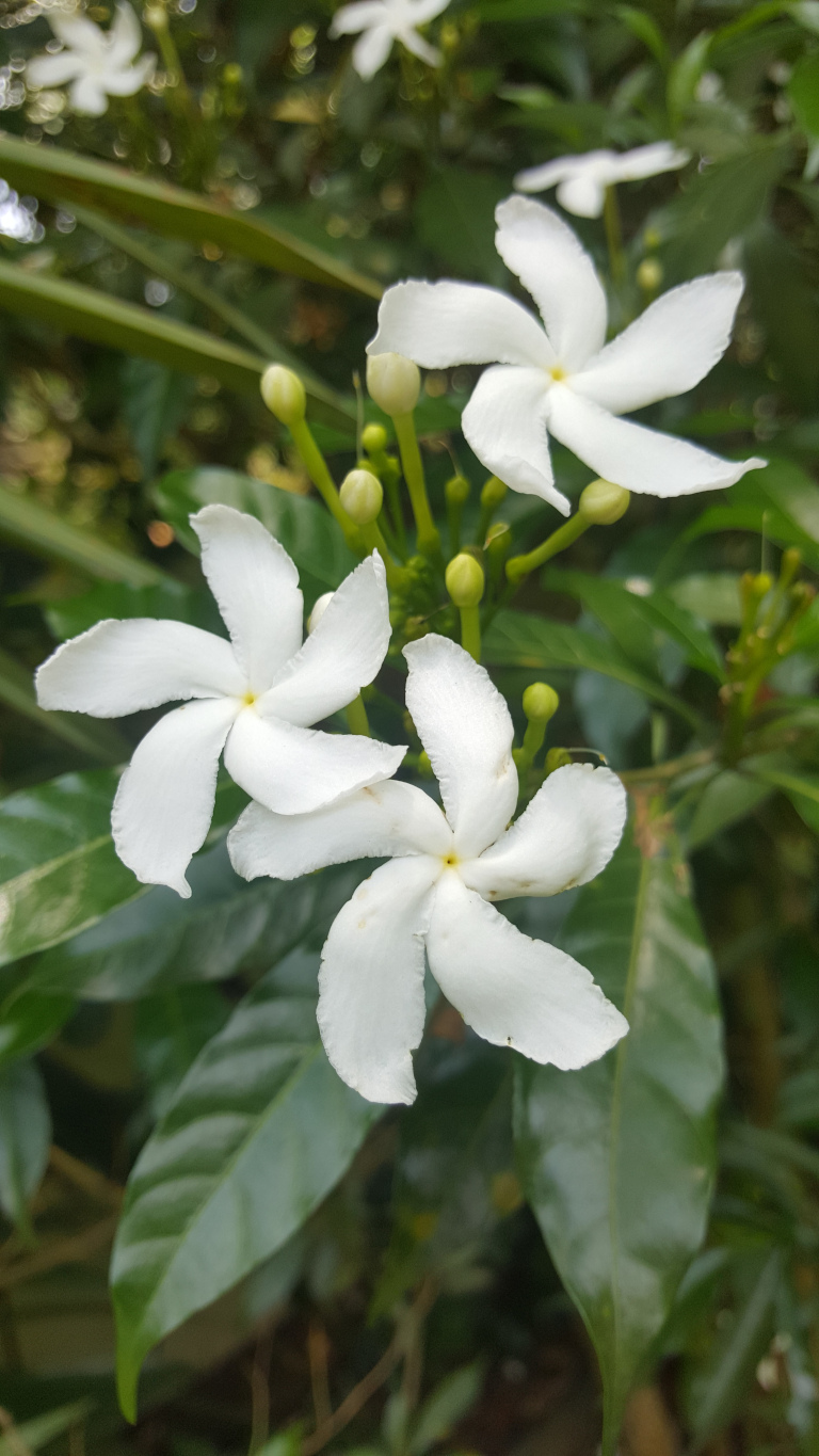 Cluster of three pristine white Tabernaemontana divaricata flowers, also known as pinwheel flowers or crape jasmine. They are in full bloom, their five petals radiating outwards from a central yellow-green eye. Two of the flowers are prominently positioned in the foreground, slightly overlapping. One flower is slightly behind and above the other two, creating a layered effect.  The flowers are attached to stems with numerous unopened buds, a pale green color, also visible. There's no discernible action beyond their stillness and quiet beauty.
