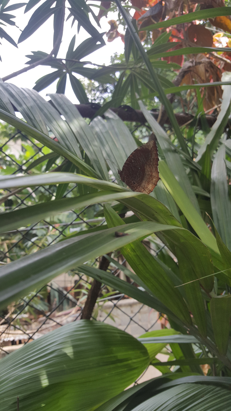 Dark brown butterfly, seemingly at rest, perched on a long, slender, vibrant green leaf.  Its wings are mostly closed, displaying a rich, mottled brown pattern with subtle variations in shading, suggesting a velvety texture. The butterfly is positioned slightly off-centre, drawing the viewer's eye along the leaf's length. No movement is depicted; it appears still and serene.