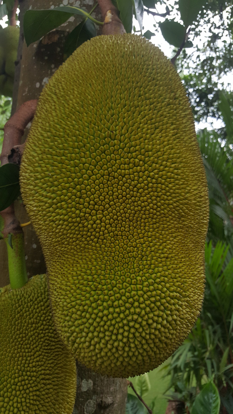 Large, immature jackfruit hanging from a tree. Its skin is a vibrant, light green, densely covered with small, pyramidal-shaped protrusions that create a textured, almost honeycomb-like pattern. This pattern radiates outwards from a central point, forming a slightly irregular oval shape. Another, smaller jackfruit, partially visible and similarly textured, hangs below and to the left of the main fruit. The jackfruits are attached to the tree trunk by thick, woody stalks. A section of the tree trunk, mottled gray-brown with some lichen or rough texture, is visible, and a few dark-green leaves are partially seen in the upper left corner.