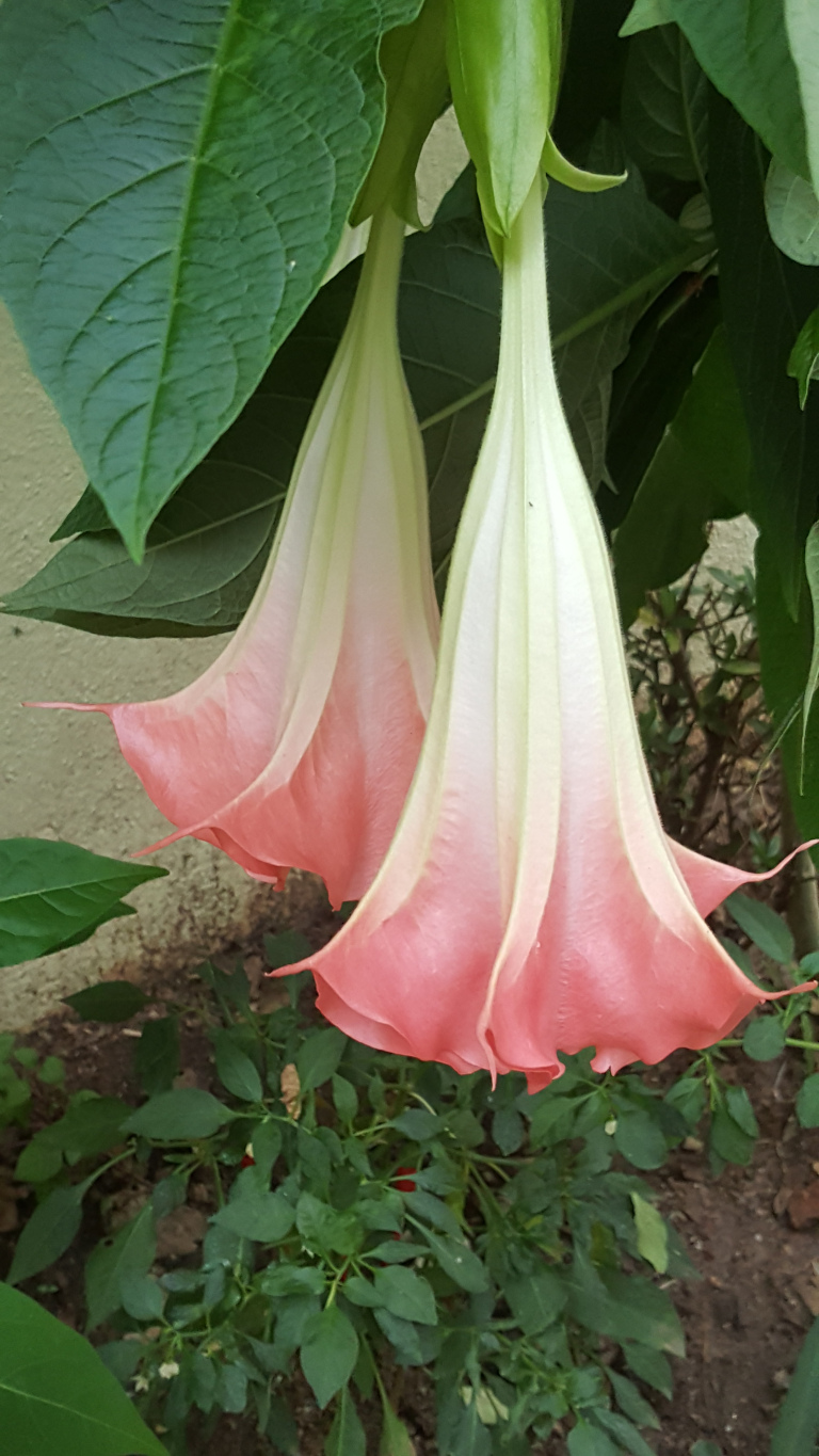 Two large, pendulous blossoms of a Brugmansia, commonly known as an angel's trumpet. These flowers are a pale peach or salmon pink, fading to a creamy white at their throat. Their shape is trumpet-like, with long, gracefully curved tubes and flared, slightly ruffled edges. The blossoms hang downwards, nearly touching each other. They are attached to stems that emerge from a larger green calyx. The flowers appear to be in full bloom, displaying a soft, delicate texture.