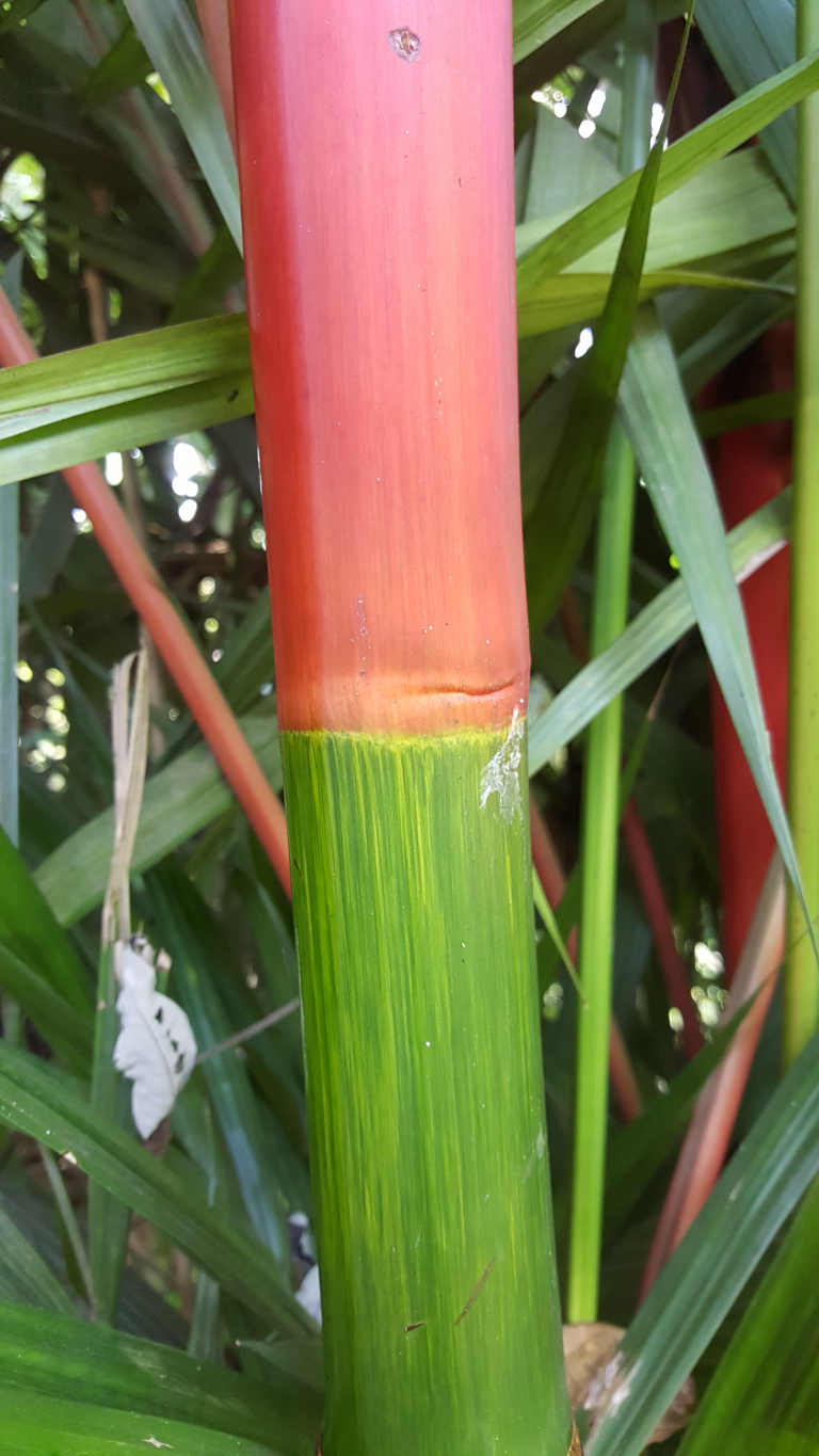 Close-up view of a single bamboo stalk. The stalk is segmented, with the top portion a vibrant, almost fluorescent, reddish-pink, transitioning sharply to a bright, lime green lower section. The transition line between the colors is subtly uneven, suggesting natural growth patterns. A faint, almost imperceptible crack or seam runs horizontally near the color transition. The stalk is not perfectly smooth; there are slight textural variations and subtle markings visible on both the red and green sections. There are small, indiscernible specks that may be insects or imperfections in the bamboo.