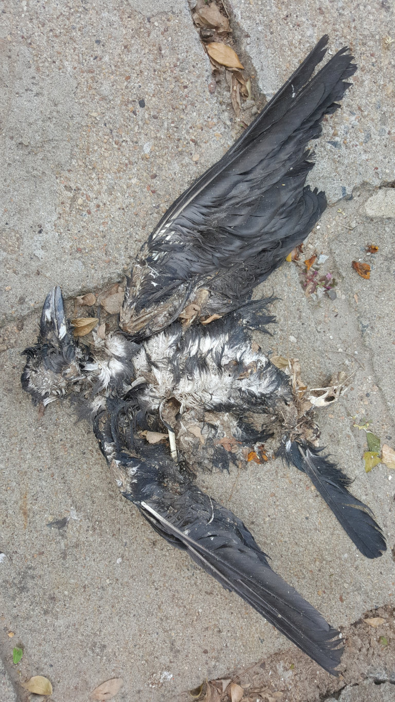 Decaying corpse of a bird, likely a crow or similar species, lying on a light grey concrete surface. Its wings are spread wide, almost symmetrically, exposing its decomposed body. The feathers are mostly dark grey to black, with some areas showing lighter, bleached colouration, particularly on the underbelly where the feathers are more sparse, revealing desiccated flesh and bone. The bird's head is tilted slightly to the side, and the beak is visible. Some small, light-coloured debris, possibly bone fragments or remnants of internal organs, are scattered around the body. The bird is not performing any actions, it's simply lying lifeless.