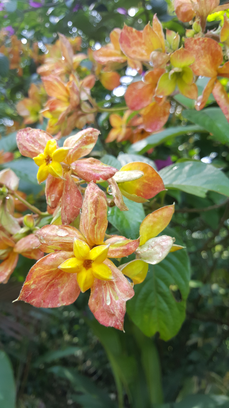 Cluster of vibrant flowers, seemingly of the Mussaenda genus, with their striking colour contrast. Two flowers are in sharp focus, exhibiting a rich, deep yellow, five-petaled bloom at the heart of each.  These yellow centers are nestled within larger, more delicate bracts, showing a gradient of warm orange and coral tones, streaked with paler, almost peach-colored veins.  The bracts are slightly translucent, with visible water droplets clinging to their surfaces, suggesting recent rain or morning dew. Surrounding these focal flowers is a soft-focus background filled with similar blooms, their colors ranging from a deeper burnt orange to a softer, apricot hue.  The flowers appear attached to a stem, which is partially visible but not the main focus.  The leaves of the plant are large, ovate, and dark green, providing a contrasting backdrop to the bright blooms.