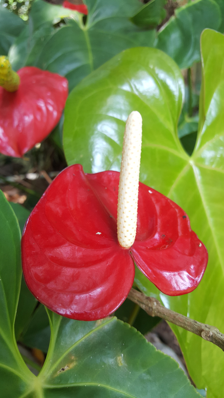 Vibrant, deep red Anthurium flower in full bloom. Its spathe, the modified leaf forming the characteristic heart shape, is a rich, glossy red, exhibiting subtle variations in tone and highlights that suggest a smooth, almost waxy texture. The spadix, the central, creamy white spike, protrudes from the heart of the spathe, appearing slightly textured with tiny, evenly spaced dots or indentations. Its surface is matte, contrasting with the glossy shine of the spathe. Another, partially visible Anthurium flower of similar colour but slightly smaller, sits in the upper left background, angled away from the main subject.