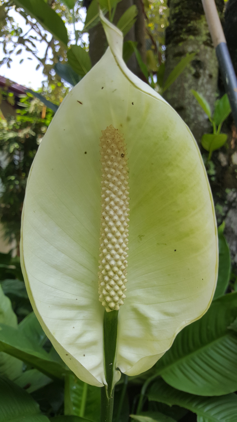 Pristine white Spathiphyllum flower, also known as a peace lily. Its spathe, the modified leaf forming the characteristic petal, is a pale, creamy white, exhibiting a delicate, almost translucent quality. It's shaped like a large, elongated boat or hood, gracefully curving inward at the top, creating a soft, embracing form. The spadix, the central flower spike, emerges prominently from the base of the spathe. This spadix is a cylindrical column densely packed with tiny, pale cream-colored florets, creating a textured and visually interesting contrast to the smooth spathe. The stem of the flower is a deep, rich green, standing erect and providing a vertical line that contrasts with the spathe's curves. No people are present.