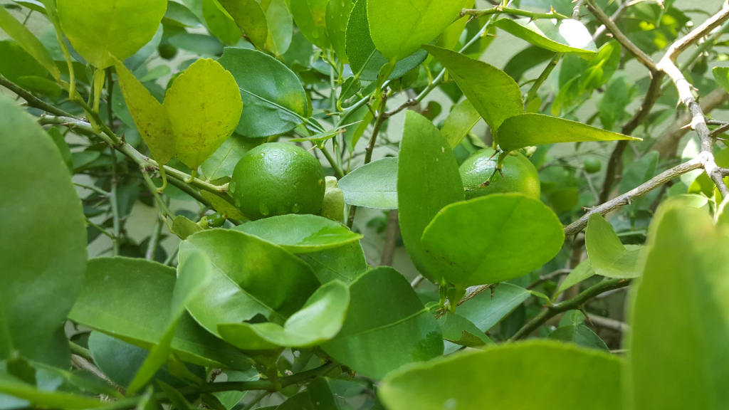 Lime tree laden with bright green, unripe limes. Two limes are prominently featured, nestled amongst the leaves in the mid-ground. They appear plump and juicy, glistening slightly, suggesting moisture. The leaves are vibrant green, various shades ranging from a light, almost yellowish-green to a deep, saturated green. Some leaves display subtle variations in hue, indicating either age or sun exposure. The leaves are ovate with slightly serrated edges, characteristic of citrus foliage. The branches are woody, brown, and relatively thin, with visible small thorns along their length. The limes seem to be attached to the branches directly or by short stems, not distinctly visible. There's a suggestion of other limes and leaves out of focus in the background, indicating a dense, healthy tree.