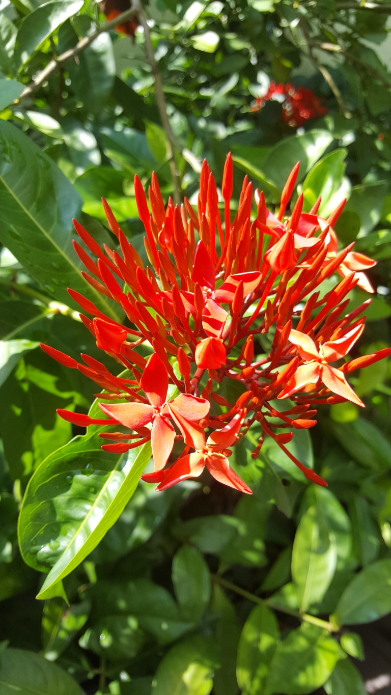 Vibrant cluster of Ixora flowers, a species known for its dense inflorescences. The flowers are a striking, intense reddish-orange, with individual blossoms radiating outwards from a central point. Many buds are present, indicating ongoing blooming. The blossoms have four pointed petals, and the overall shape of the flower cluster is rounded and slightly domed. The flowers are in sharp focus, exhibiting fine details like the subtle veining in the petals. They seem to be slightly backlit, making their colour even more luminous. The flowers are positioned slightly off-centre, creating a more dynamic composition.