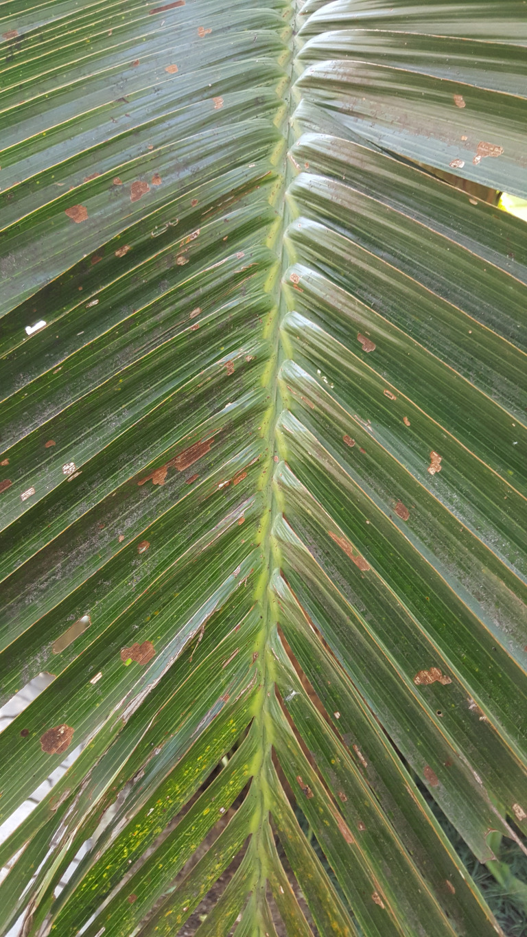 Close-up shot of a single, large palm frond. The frond is partially damaged, showing various brown spots and small tears or holes scattered across its surface. The central rib of the frond runs from the top to the bottom of the frame, acting as a strong vertical axis, with the individual leaflets fanning out symmetrically on either side. There's no visible action; it's a static depiction of the plant's structure.