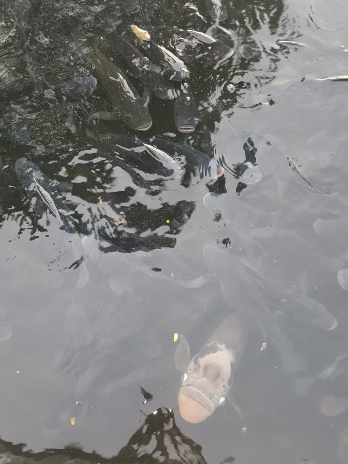 Murky pond teeming with numerous dark-grey to black fish. These fish appear to be a single species, possibly a type of catfish or similar, exhibiting elongated, somewhat cylindrical bodies. Most are partially submerged, their forms distorted and blurred by the water. They are densely packed, suggesting a school or aggregation. One fish, lighter in color with a pinkish-beige underbelly and a pronounced, almost bulbous snout, stands out prominently in the lower-centre of the image. This fish seems to be facing directly upward, possibly in anticipation of feeding. A few smaller, lighter coloured specks are visible in the water, potentially food particles. The scene is underwater, viewed from above. The water is murky and relatively still, creating a blurred and diffused effect. The light is subdued and diffuse, lacking strong highlights or shadows. The overall color palette is muted, consisting predominantly of dark greys, blacks, and the pale pink-beige of the central fish. The bottom of the pond isn't clearly visible, but it appears dark and possibly muddy.