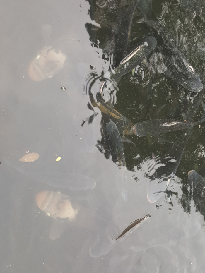 Murky, shallow body of water teeming with numerous dark-coloured fish, likely Tilapia. The fish are predominantly dark grey to black, with subtle lighter markings visible on some, suggesting scales or reflective qualities. They are positioned at various depths within the water, some closer to the surface, others submerged deeper. Their movements are implied rather than sharply defined; they appear to be milling about, possibly feeding, in a somewhat chaotic yet calm manner. Several fish are partially obscured by others or the water's murkiness, creating a sense of depth and layering. The fish are not uniformly sized; some appear larger than others. The scene is set in an outdoor environment. The water is the dominant element, murky and relatively still, its surface reflecting ambient light in a diffuse manner. The bottom of the pond or body of water is largely obscured, appearing dark and shadowy. Reflected light plays across the water's surface, creating subtle variations in tone and texture. The overall color palette is muted, dominated by dark greys, browns, and blacks of the water and fish, with only hints of lighter colours reflecting from the surface or from minor debris visible in the water. The lighting is soft and diffused, likely natural daylight, devoid of harsh shadows.