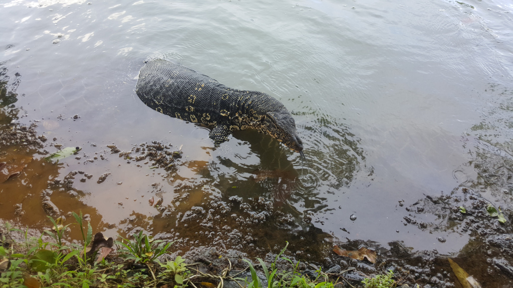Large monitor lizard, predominantly black with yellow markings, partially submerged in shallow, murky water.  Its body is mostly in the water, with its head and neck extending out, appearing to be drinking or probing the water's surface. Its scales are clearly visible, exhibiting a textured, almost pebbly appearance. The lizard's posture suggests a focused and deliberate action, perhaps hunting or drinking. There's a hint of possible prey or stirred sediment just beneath the water's surface near its head.