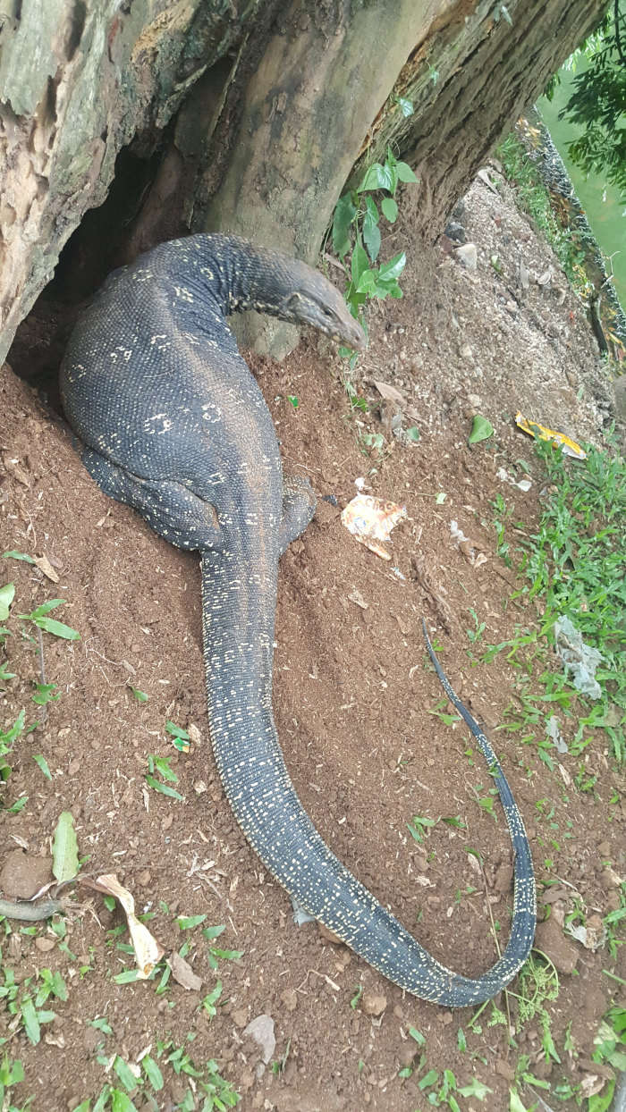 Large monitor lizard, predominantly dark gray-black with distinct, small, yellowish-cream spots scattered across its back and tail. Its skin has a textured appearance, hinting at scales. The lizard is positioned partially under the shadow of a large tree trunk, its body curved into a roughly C shape. Its head is slightly lifted, seemingly alert but not aggressively posed. The lizard appears to be resting or basking. The long tail extends fully from its body, curving around onto the ground beside it. Near the lizard's head lies some small, discarded, light-brown trash; what seems to be a piece of packaging from a snack or food item is particularly noticeable.