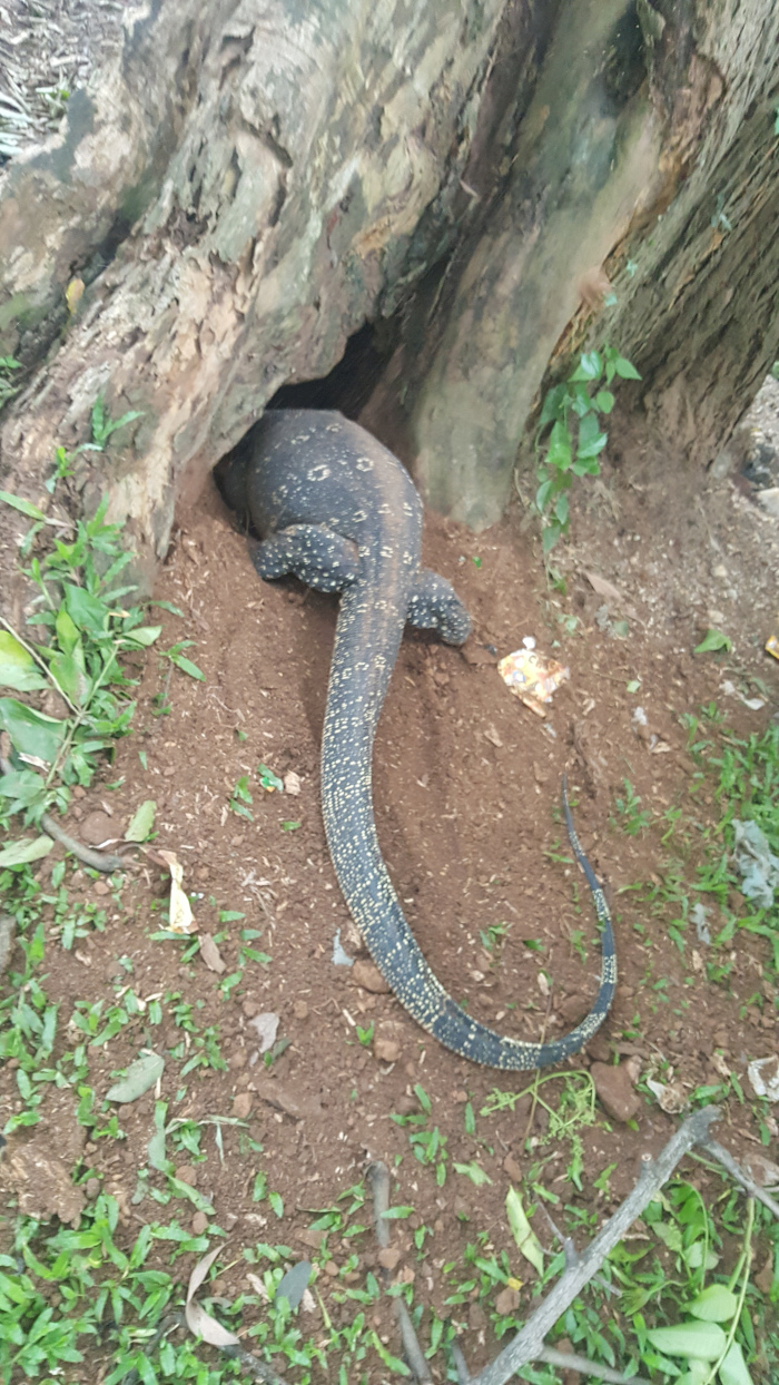 Monitor lizard, predominantly black with distinct, small, yellowish-white spots, partially emerging from a burrow in a large tree trunk. Its body is mostly hidden within the burrow, but its long, powerful tail, curving gracefully, stretches out onto the ground, suggesting recent movement. The lizard appears alert, possibly surveying its surroundings. A small piece of discarded, brightly coloured trash (possibly a wrapper) is visible near the lizard, adding a touch of human interference to the natural scene.