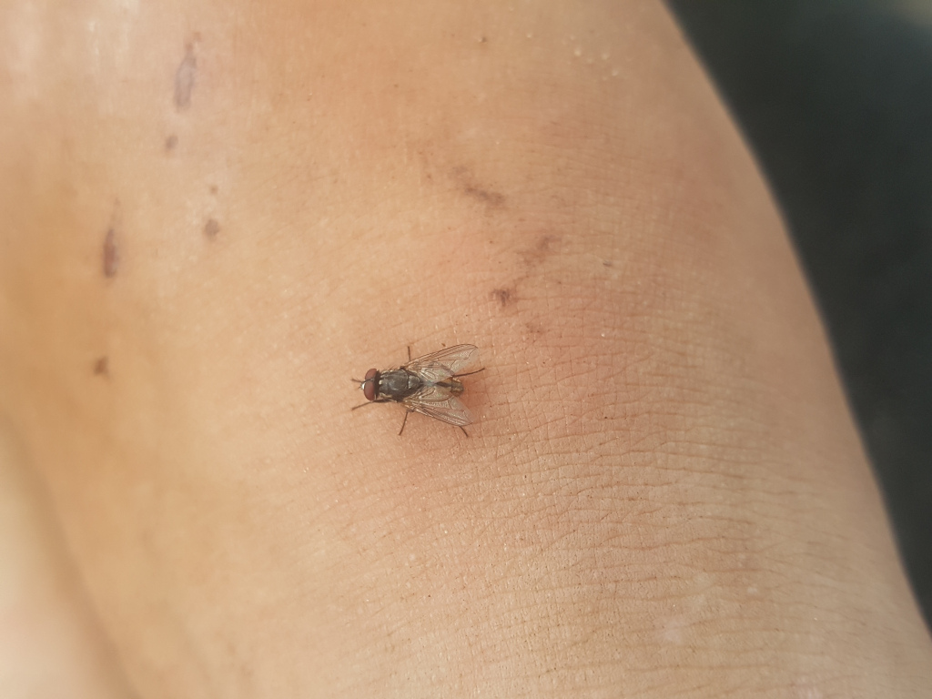 Close-up shot of a small, dark-grey fly resting on pale, light-brown human skin. The fly is centrally positioned but slightly off-center, towards the upper left. It's small relative to the expanse of skin it occupies, appearing almost delicate against the larger surface. Its body is a muted grey-brown, with translucent, slightly iridescent wings held slightly open, suggestive of rest. Its legs are barely visible, clinging to the skin. The skin itself shows fine lines and texture indicative of human flesh. There are several small, faint brown marks or blemishes scattered across the skin's surface, some appearing as small scars or discolourations.