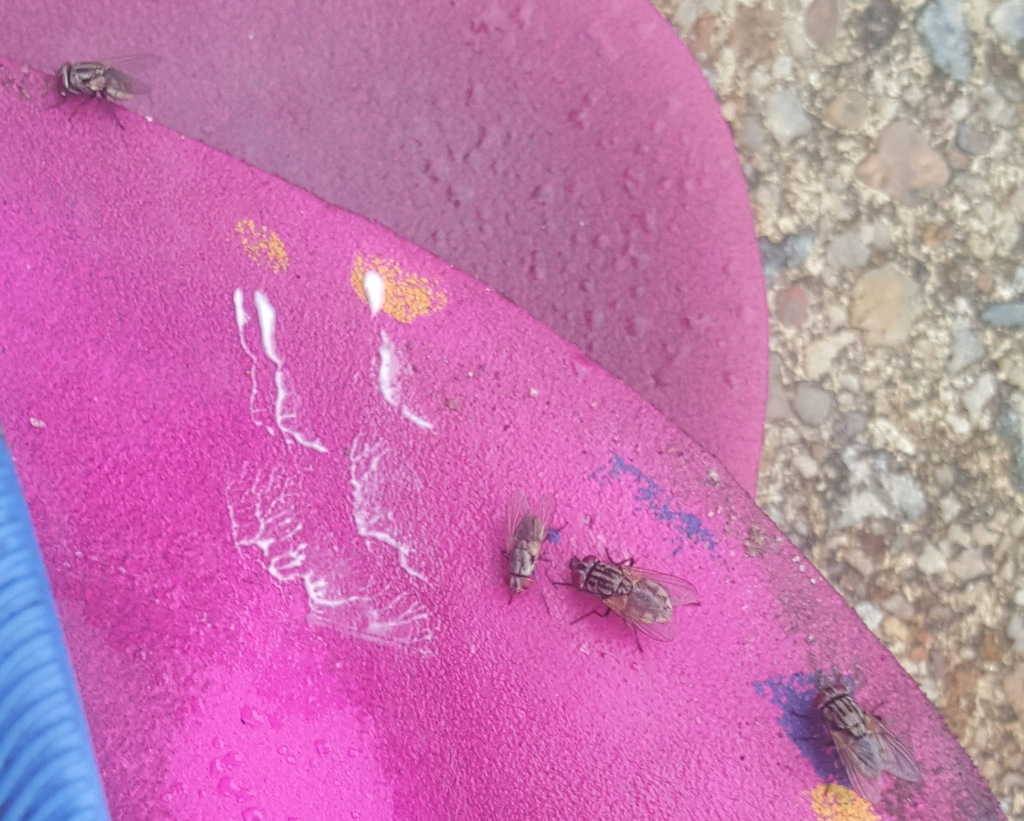 Four flesh flies resting on a vibrant pink surface, which appears to be a pair of folded flip-flops. The flies are dark gray with translucent wings, their tiny legs gripping the textured surface. Three flies are clustered towards the center, while a fourth is positioned lower right. Their bodies are small, elongated, and their wings slightly spread. There are also small, irregular patches of what looks like dried white liquid scattered across the pink surface, suggesting a spilled substance. A small bit of dark blue is visible in the bottom left corner suggesting another object, possibly a part of the flip-flop or another item entirely.