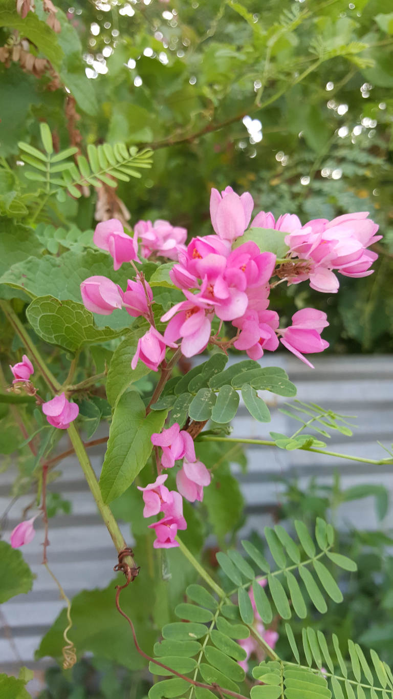 Cluster of vibrant pink flowers, seemingly from a climbing plant, taking up a significant portion of the foreground. The flowers are densely packed, with numerous individual blossoms, each delicately shaped with a multitude of soft pink petals. They appear to be in full bloom, with some showing a slightly deeper pink hue in their centres. The flowers are attached to slender, reddish-brown stems which are partially twined around each other, indicative of a climbing or vine habit. The stems are surrounded by bright green foliage, comprised of small, ovate leaves arranged in an alternate pattern along the stems. Some leaves are simpler and elliptical in shape, while others showcase a more pinnate structure, with multiple leaflets branching from a central stem -possibly from another plant growing near the flowering one. A thin, rusty brown wire is seen loosely wrapped around one of the main stems.