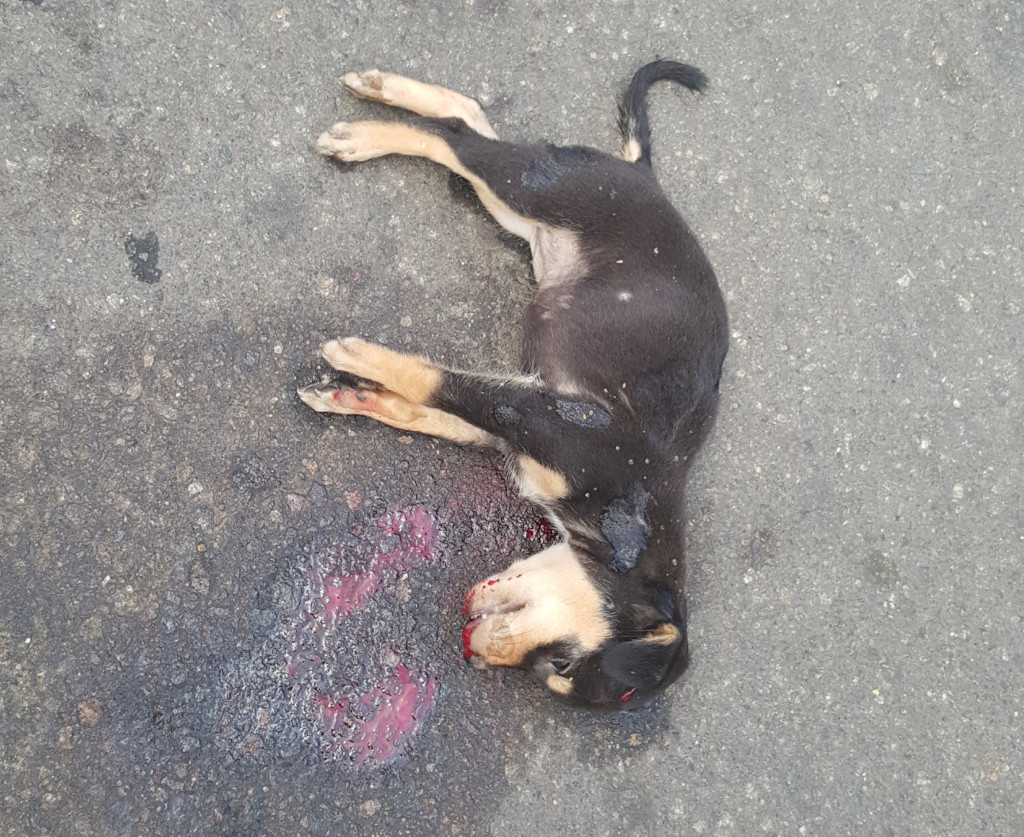 Deceased young dog lying on a dark gray asphalt surface. The dog appears to be a small to medium-sized mixed breed, predominantly black with tan markings on its legs and face. Its fur is short. The body is sprawled on the ground, its legs extended, suggesting a limp, lifeless posture. The head is turned slightly to its side. A significant amount of blood is visible around its head and partially under its body, staining the asphalt. There are minor visible wounds on one leg. The dog seems to be a puppy or very young dog. The background is entirely composed of the asphalt road surface, which is textured and shows various shades of dark gray, with small aggregates visible. The lighting is even, with no harsh shadows, suggesting diffused daylight or overcast conditions. The overall colour palette is muted and sombre, dominated by dark grays and the stark red of the blood. The blood has a slightly glossy texture, contrasting with the matte surface of the asphalt.