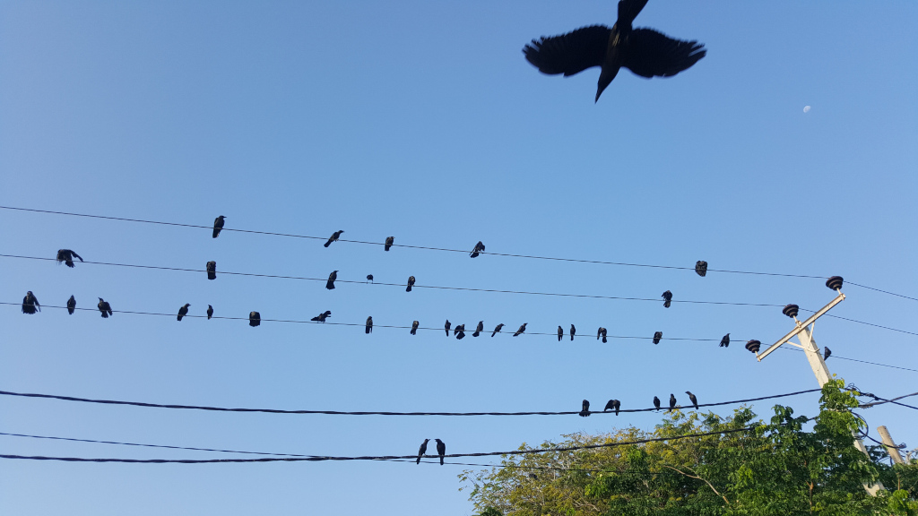 Flock of predominantly black birds, likely crows or similar species, distributed across multiple power lines stretching horizontally across the frame. The birds are mostly perched, appearing relatively still, though a few may be in slight motion. One large bird is in flight, high above the power lines, exhibiting strong wingspans against the pale blue sky. Its trajectory suggests it's either passing overhead or possibly descending towards the others. The background is a clear, unblemished light blue sky, indicating daytime with minimal cloud cover. A sliver of a pale moon is visible in the upper right corner, a subtle detail suggesting it may be either early morning or late afternoon. The bottom of the image reveals the tops of green leafy trees, which contrast with the lines and stark black of the birds and wires. The power lines are thick, dark, and multiple, layered horizontally, creating a visual rhythm. A simple wooden power pole is positioned towards the right, supporting the wires.