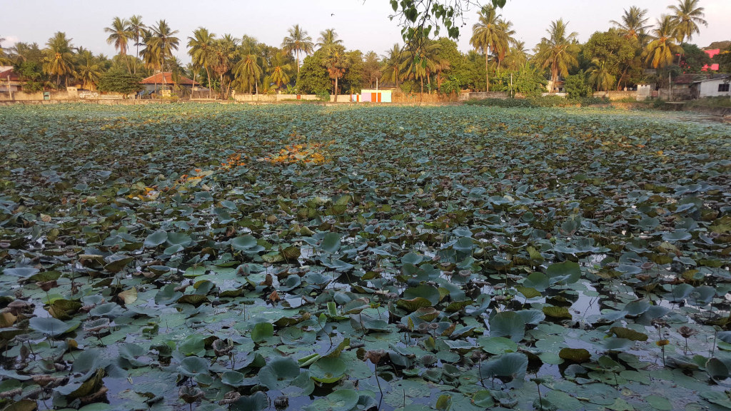 Large, placid body of water densely covered with lotus leaves. These leaves are predominantly a dark, muted green, with some showing signs of age or decay, exhibiting brownish-yellow hues. They are tightly packed together, creating a textured, almost carpet-like surface on the water. There are a few visible lotus flowers, primarily small and white, interspersed among the leaves, but they are not the main focus. The water itself is relatively calm, reflecting the muted light of the setting sun. In the background, a tropical village is visible. Low-lying buildings with reddish-brown roofs and light-colored walls are scattered amidst lush green foliage. Tall palm trees form a silhouette against the sky, forming a slightly irregular line separating the water from the village.